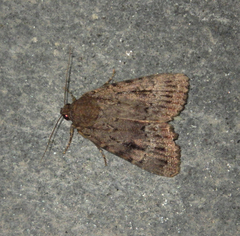 Amphipyra pyramidea