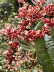 Urticaceae