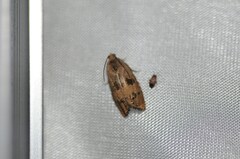Cydia latiferreana