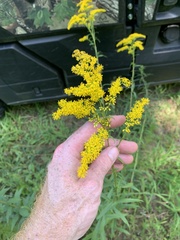 Solidago odora