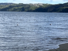 Larus dominicanus dominicanus