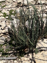 Astrolepis cochisensis