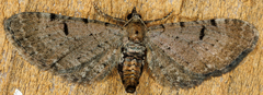 Eupithecia absinthiata