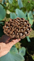 Nelumbo lutea