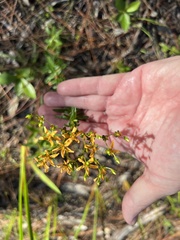 Hypericum cistifolium