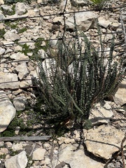 Astrolepis cochisensis