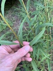 Solidago odora