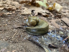 Ariolimax columbianus