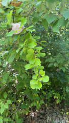 Celastrus orbiculatus