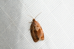 Clepsis listerana