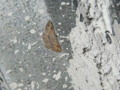 Cyclophora