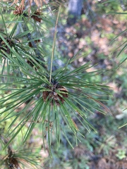 Pinus rigida