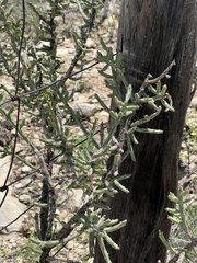 Cylindropuntia leptocaulis