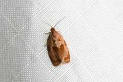 Clepsis listerana
