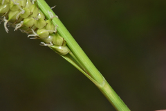 Carex utriculata