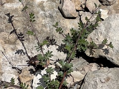 Kallstroemia parviflora