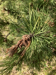 Pinus rigida