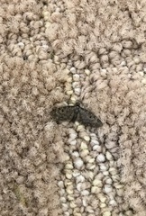 Eupithecia tripunctaria