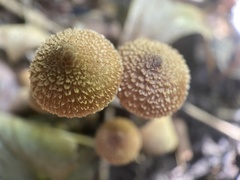 Tubariaceae