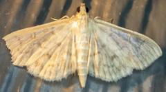 Herpetogramma aquilonalis