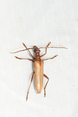Centrodera decolorata