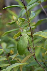 Pterophylla camellifolia