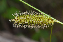 Carex utriculata