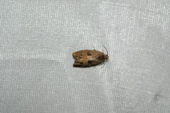 Cydia latiferreana
