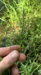 Persicaria setacea