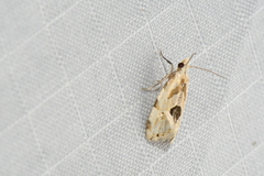 Aethes angustana