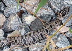Heterodon platirhinos