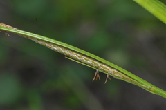 Carex utriculata