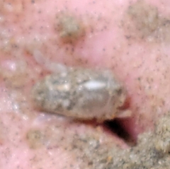 Emerita analoga
