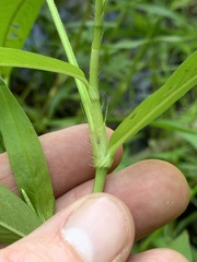 Persicaria setacea