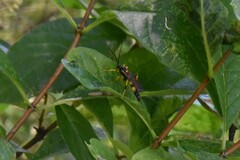 Ichneumonina