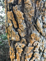 Xanthomendoza