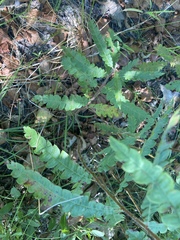 Comptonia peregrina