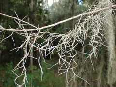 Tillandsia usneoides