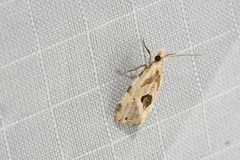 Aethes angustana
