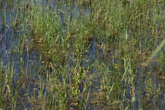 Alisma