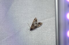 Petrophila confusalis