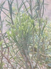 Ericameria nauseosa
