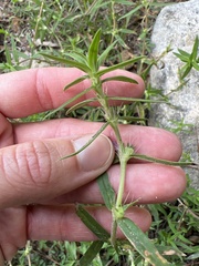 Hexasepalum teres