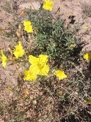 Oenothera hartwegii