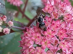 Lasioglossum coriaceum