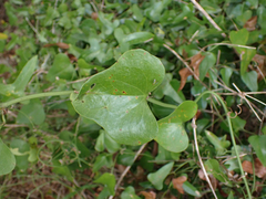 Smilax bona-nox
