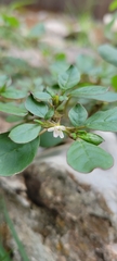 Portulaca