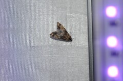 Petrophila confusalis