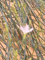 Stephanomeria pauciflora