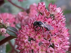 Lasioglossum coriaceum